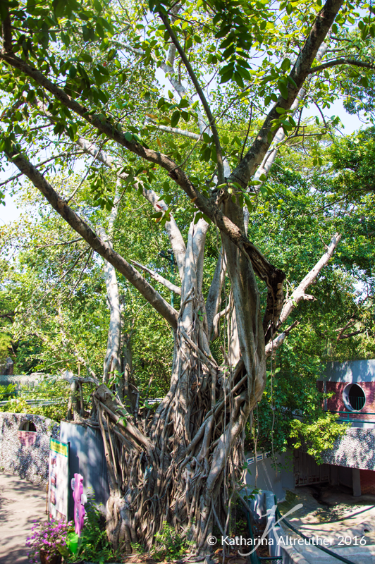 2016_May_Bangkok_95_800